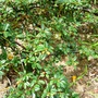 Cotoneaster at side of house. (Cotoneaster horizontalis (Cotoneaster))