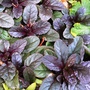 Ajuga Reptans in August colour. (Ajuga reptans (Bugle))