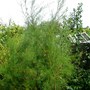 Tamarix tetranda