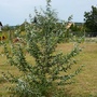 Olive willow (Salix eleagnos)