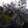 Abutilon.jpg