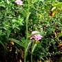 Achillea (Achillea millfolium)