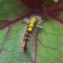 Tussock Moth Larvae