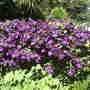 clematis_etoille_violette.jpg