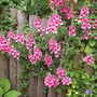 Diascia.jpg