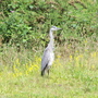 Heron