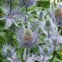 Sea Holly