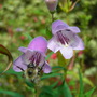 CIMG0976.jpg