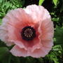 ebay_052.jpg