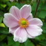 CIMG0985.jpg