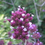 CIMG0983.jpg