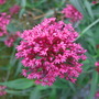 CIMG0984.jpg