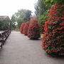 Begonia Towers, London (just joking). Tiered begonia planting, Holland Park, London