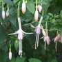 Fuchsia magellicana 'Alba' (Fuchsia magellicana 'Alba')