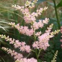 Astilbe 'Astary' (Astilbe 'Astary')