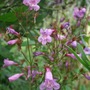 penstemon smallii 'Lilac Bells' (Penstemon smallii 'Lilac Bells')