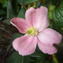 Clematis_montana_rubra