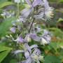 Clematis_x_jouiniana