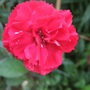 Red garden Pink. (Dianthus)