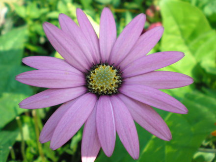 i made table mats from this for  the residents of the care home i work for (Osteospermum jucundum)