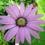 Osteospermum jucundum