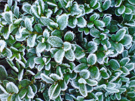 frosy box tree (Buxus sempervirens (Common box))