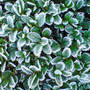 frosy box tree (Buxus sempervirens (Common box))