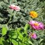 Zinnias (Zinnia elegans (Zinnia))