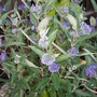 100_9509.jpg (Caryopteris x clandonensis 'Dark Knight' (Caryopteris))