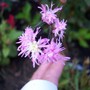 100_9511.jpg (Lychnis flos-cuculi Jenny (Ragged robin))