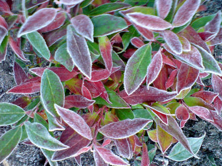 leucothoe scarlettii (Leucothoe scarlettii)