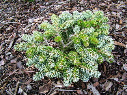Abies koreana 'Ice Breaker' (Abies koreana)