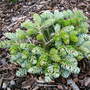 Abies_koreana_ice_breaker