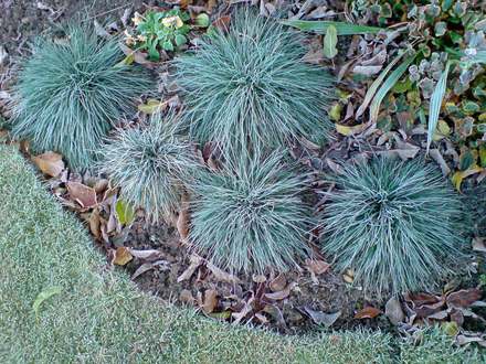 fetuca glauca 'elijah blue' (Fetuca glauca 'Elijah Blue')