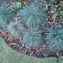 fetuca glauca 'elijah blue' (Fetuca glauca 'Elijah Blue')