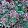 skimmia japonica (Skimmia japonica)