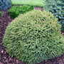 Picea_abies_oldenburg