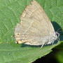 butterfly_blue.jpg