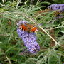 Butterfly_Peacock2.jpg