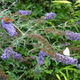 Peacock_on_buddleia.jpg