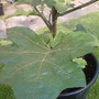 Unknown plant pic. 1