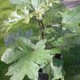 Unknown Plant pic. 2