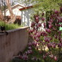 Magnolio Soulengiana (magnoliaceae)