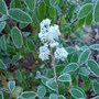 frosty ceonothus (Ceanothus x delileanus 'gloire de versailles')