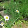 Chamomile 