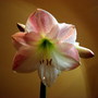 Apple Pie (Amaryllis Hippeastrum)