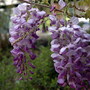 Glicinia flowers in Spring (Wisteria sinensis)