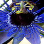 Passion Flower (passiflora Constance Elliot variety)