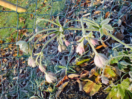 astrantia (Astrantia major)