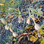 Astrantia major